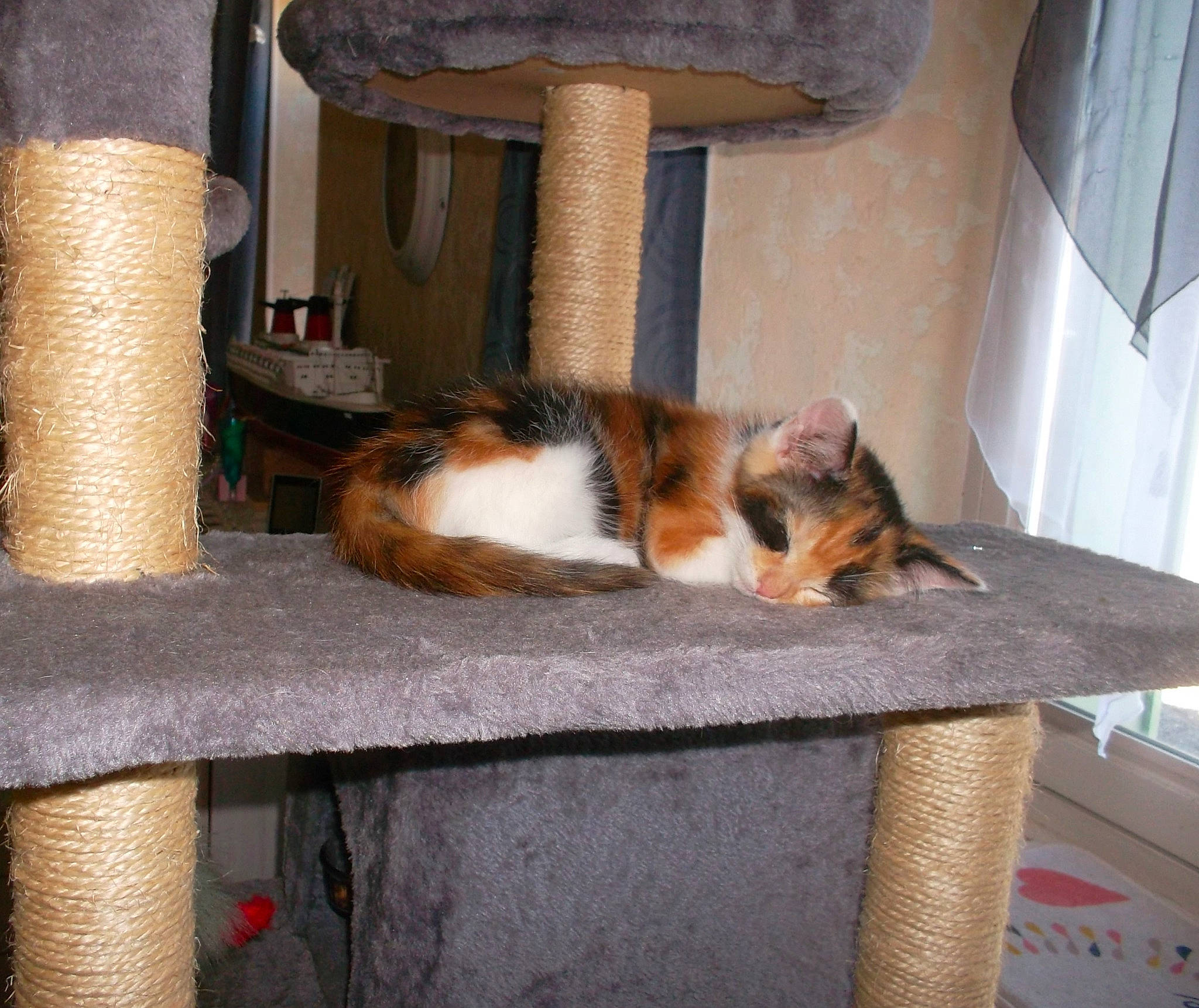 Quartz participe au concours pour gagner de l'argent avec cette photo : carnivore, cat, domestic_short_haired_cat, european_shorthair, fawn, felidae, kitten, small_to_medium_sized_cats, whiskers