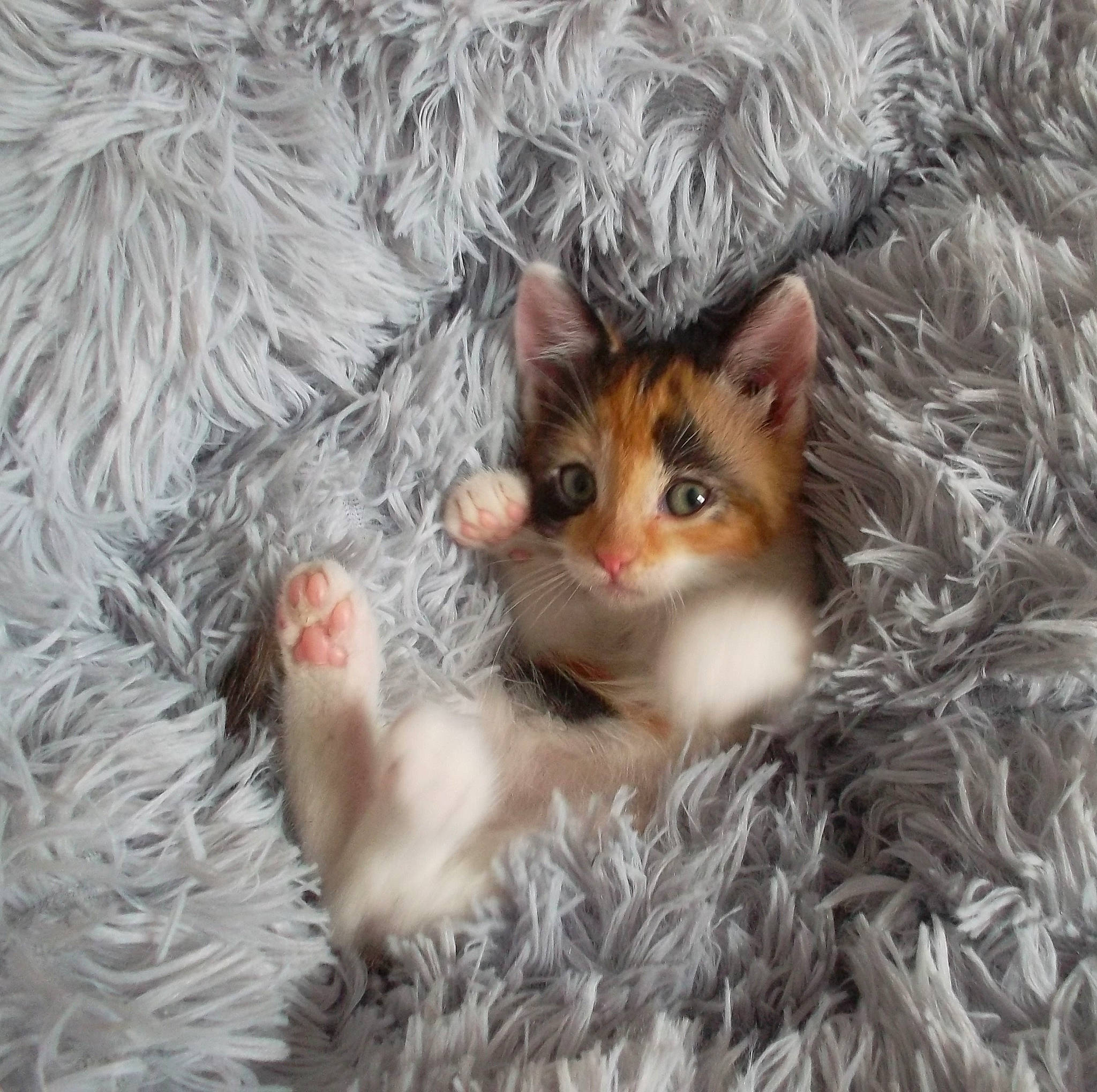 Quartz participe au concours pour gagner de l'argent avec cette photo : aegean_cat, carnivore, cat, domestic_long_haired_cat, european_shorthair, eye, fawn, felidae, fur, german_rex, kitten, laperm, mammal, norwegian_forest_cat, polydactyl_cat, ragamuffin, ragdoll, selkirk_rex, small_to_medium_sized_cats, whiskers