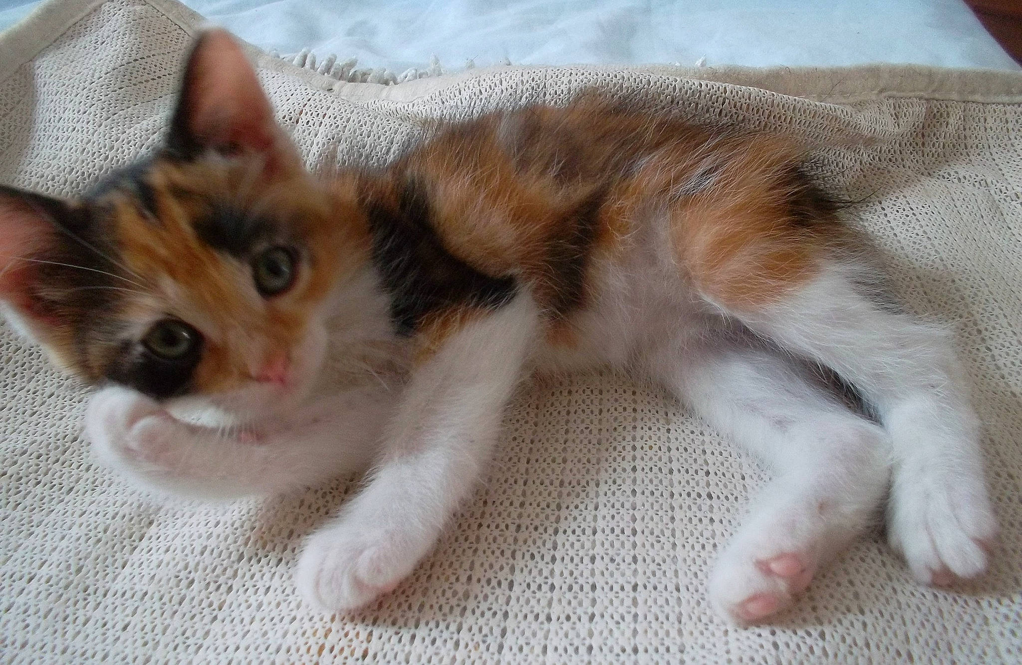 Quartz a rejoint le concours — aidez-le/la à gagner de superbes lots ! aegean_cat, american_wirehair, asian, carnivore, cat, claw, domestic_short_haired_cat, ear, european_shorthair, fawn, felidae, fur, kitten, mammal, paw, polydactyl_cat, ragamuffin, small_to_medium_sized_cats, tail, whiskers