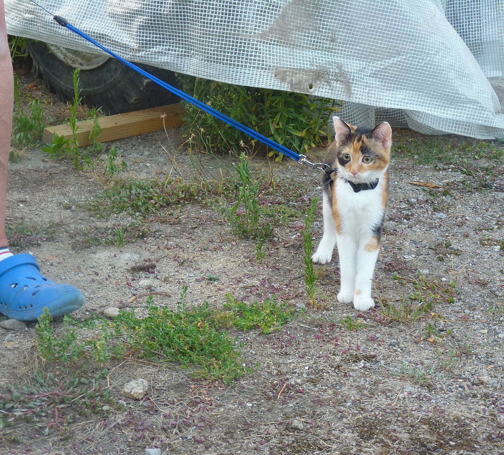 Quartz a rejoint le concours — aidez-le/la à gagner de superbes lots ! canidae, carnivore, dog, dog_breed, mammal, norwegian_lundehund, swedish_vallhund, tail, wolfdog, working_dog