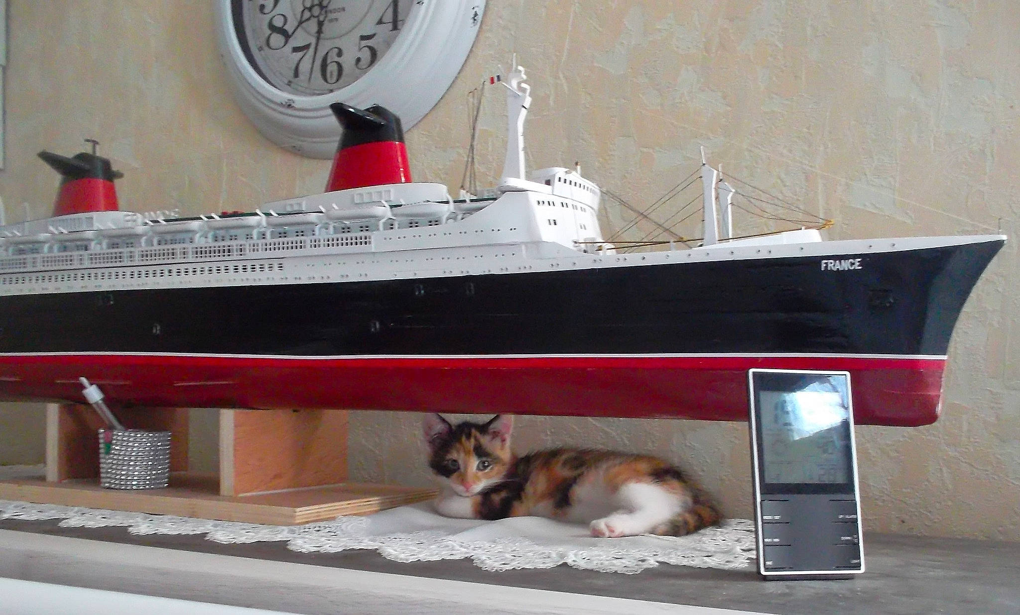 Quartz a rejoint le concours — aidez-le/la à gagner de superbes lots ! cat, felidae, small_to_medium_sized_cats, table, vehicle