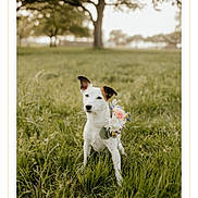 Kate is registered to the contest to win money with this photo: dog, white_dog, brown_ears, flower_bouquet, grass, green_field, outdoor, nature, tree, blurred_background, pet, animal, cute, sitting, portrait, sunlight, spring, calm, peaceful, small_dog