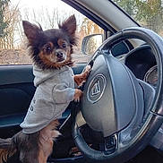 Tom a rejoint le concours — aidez-le/la à gagner de superbes lots ! dog, small_dog, chihuahua_like, hoodie, clothing, steering_wheel, car_interior, driver_seat, paws, fur, ears, face, looking_at_camera, window, side_mirror, trees, dashboard, portrait, cute, seat
