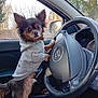 dog, small_dog, chihuahua_like, hoodie, clothing, steering_wheel, car_interior, driver_seat, paws, fur, ears, face, looking_at_camera, window, side_mirror, trees, dashboard, portrait, cute, seat
