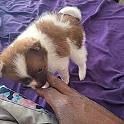 King Gizmo Blair is registered to the contest to win money with this photo: animal, bed, brown_and_white, cozy, curious, cute, dog, domestic, finger, fluffy, hand, indoor, interaction, pet, playing, puppy, purple_bedspread, soft, touch, young_dog