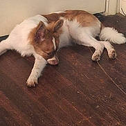 King Gizmo joined the competition — help win amazing prizes! animal, brown_and_white, canine, closed_door, dog, domestic, ears, floor, fur, home, indoor, napping, paw, pet, quiet, relaxed, resting, sleeping, tail, wooden_floor