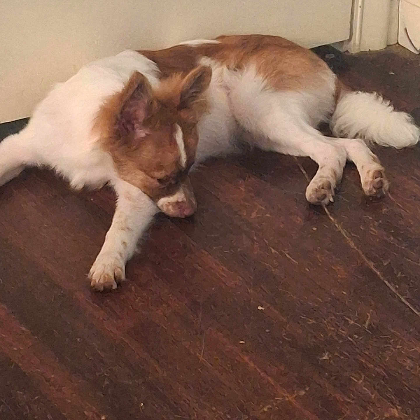 King Gizmo joined the competition — help win amazing prizes! animal, brown_and_white, canine, closed_door, dog, domestic, ears, floor, fur, home, indoor, napping, paw, pet, quiet, relaxed, resting, sleeping, tail, wooden_floor