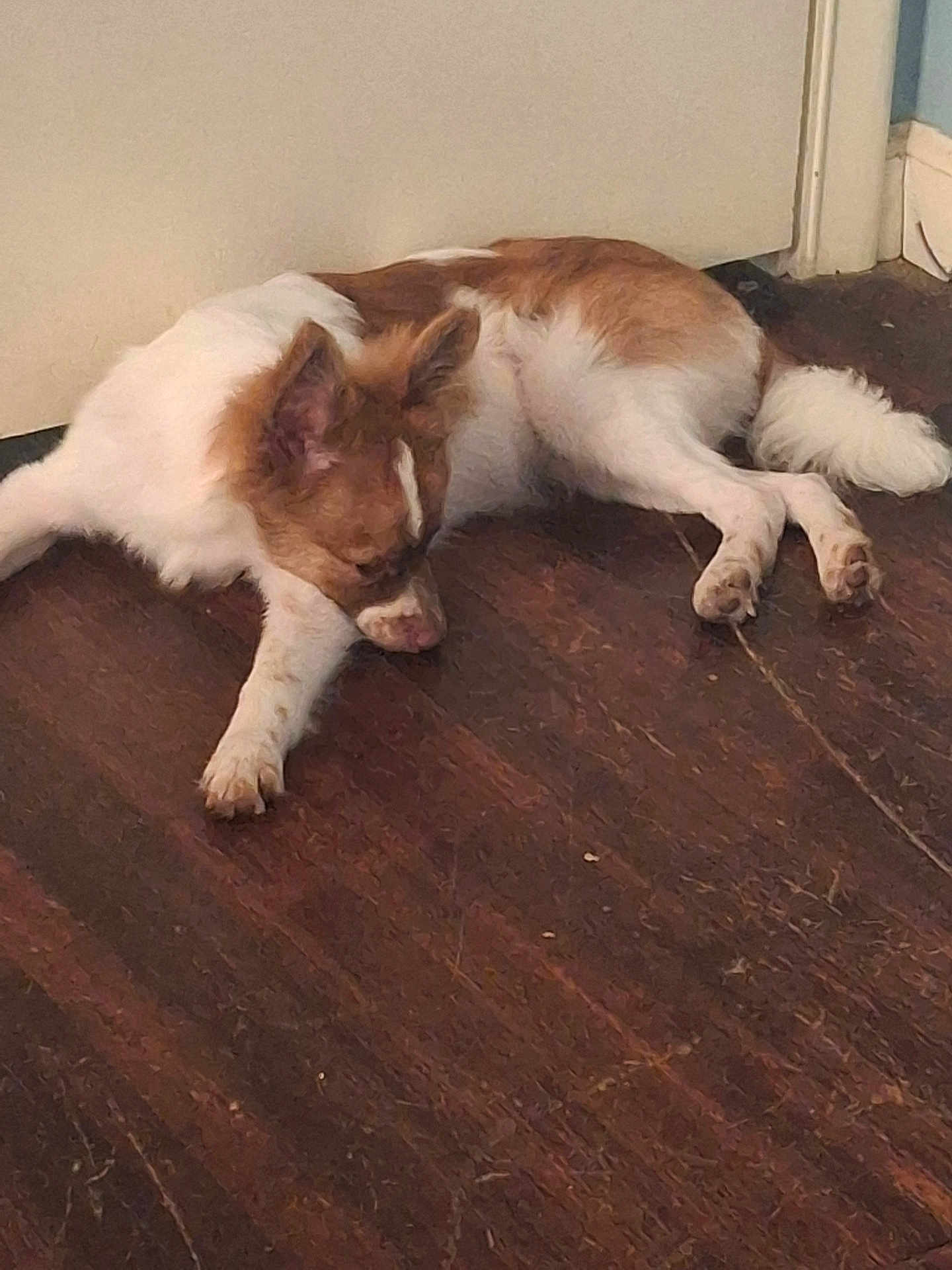 King Gizmo joined the competition — help win amazing prizes! animal, brown_and_white, canine, closed_door, dog, domestic, ears, floor, fur, home, indoor, napping, paw, pet, quiet, relaxed, resting, sleeping, tail, wooden_floor