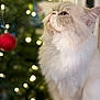 cat, fluffy, white_cat, christmas_tree, ornament, holiday, decorations, blurred_background, lights, indoor, pet, cute, feline, looking_up, cozy, festive, soft_light, close_up, whiskers, domestic_animal