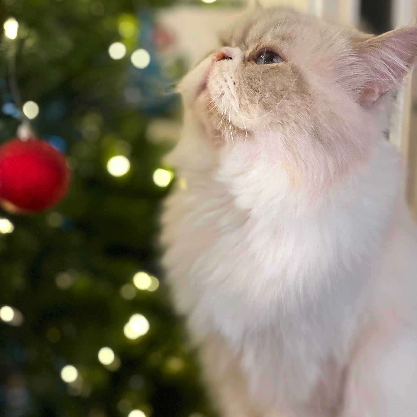 Rice joined the competition — help win amazing prizes! blurred_background, cat, christmas_tree, close_up, cozy, cute, decorations, domestic_animal, feline, festive, fluffy, holiday, indoor, lights, looking_up, ornament, pet, soft_light, whiskers, white_cat
