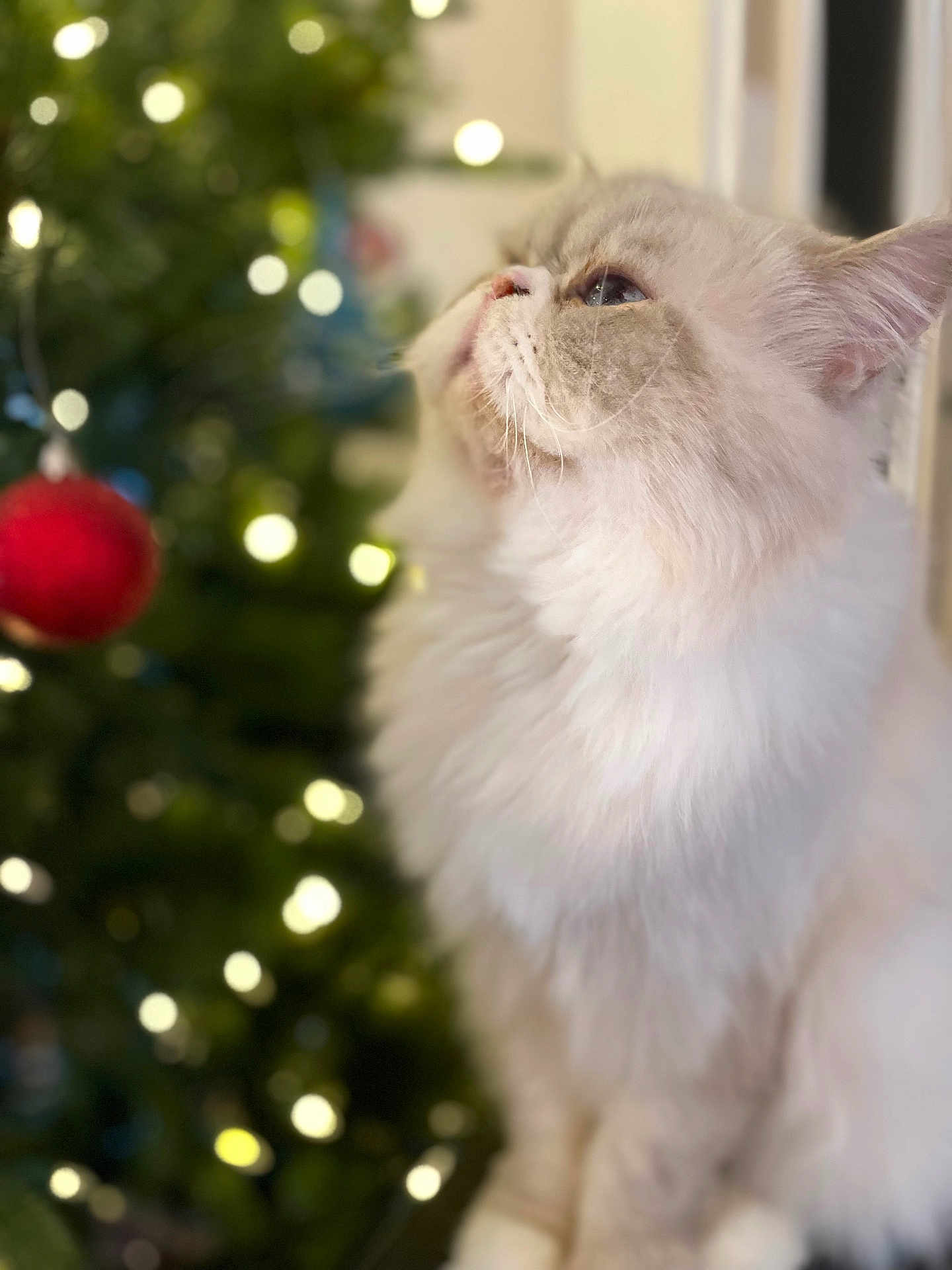 Rice joined the competition — help win amazing prizes! cat, fluffy, white_cat, christmas_tree, ornament, holiday, decorations, blurred_background, lights, indoor, pet, cute, feline, looking_up, cozy, festive, soft_light, close_up, whiskers, domestic_animal