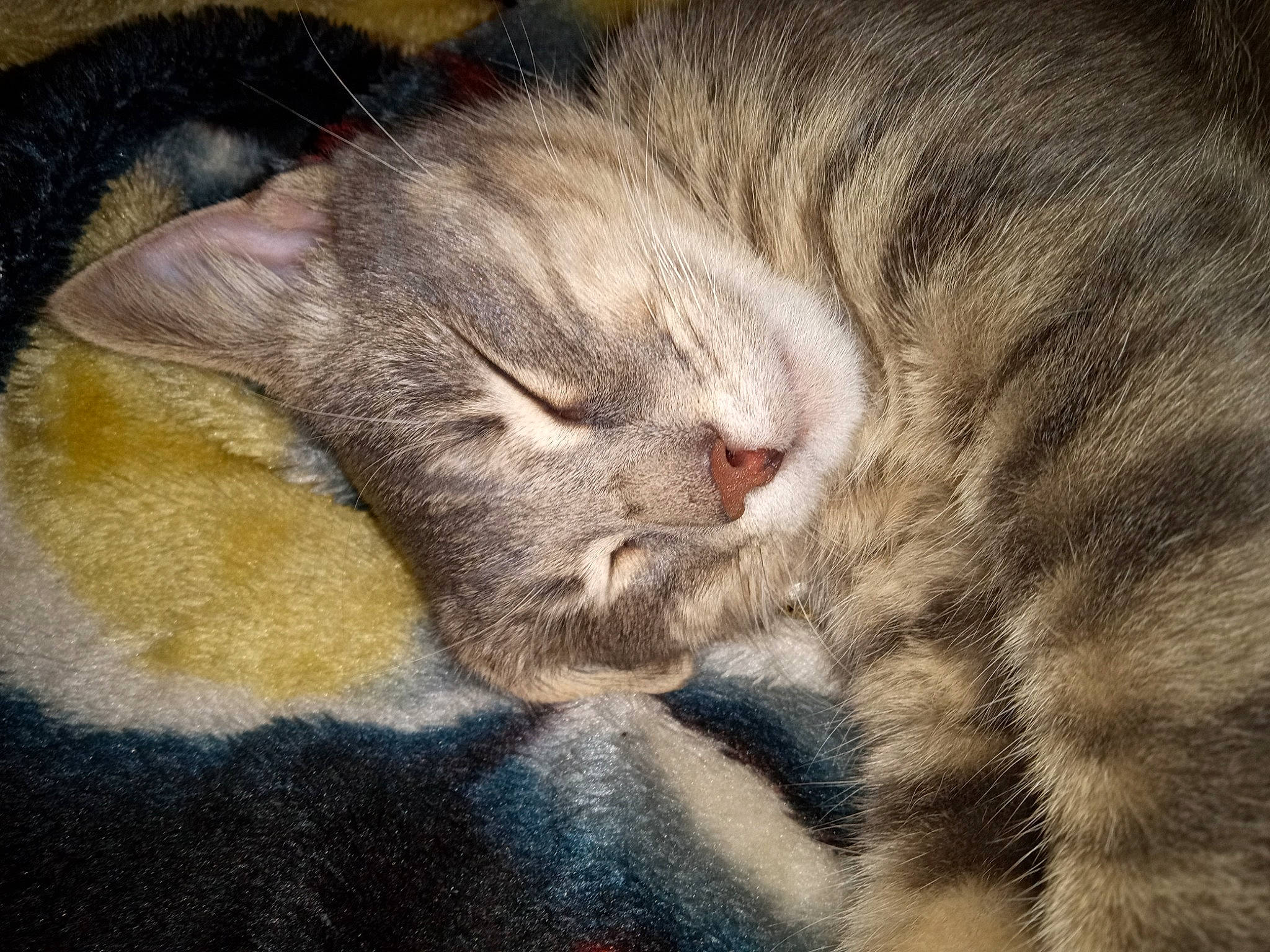 Milo joined the competition — help win amazing prizes! carnivore, cat, chartreux, claw, comfort, domestic_short_haired_cat, ear, eye, fawn, felidae, fur, nap, paw, sleep, small_to_medium_sized_cats, tail, whiskers, wrinkle