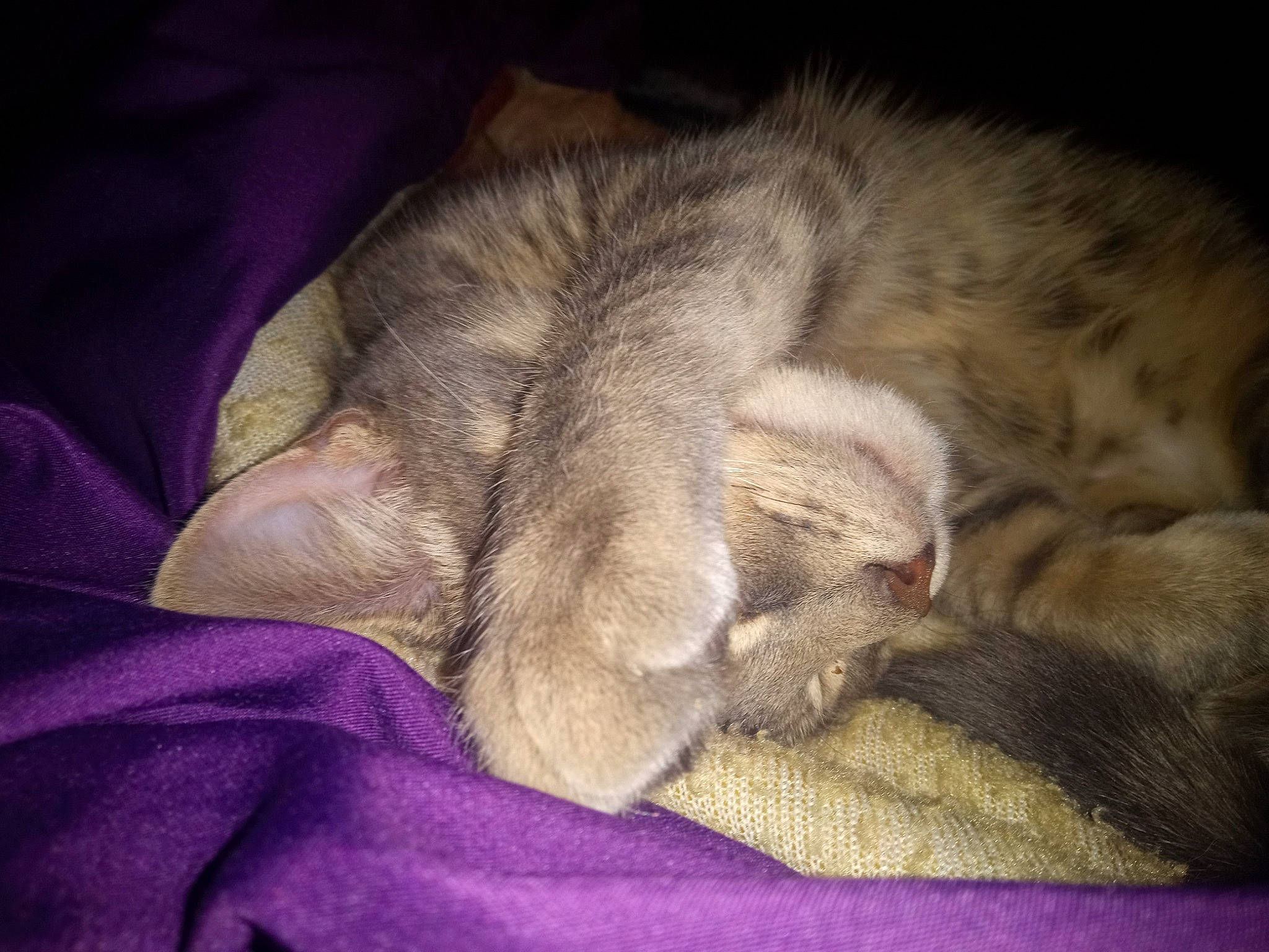 Milo is registered to the contest to win money with this photo: canidae, carnivore, cat, cloud, comfort, dog_breed, domestic_short_haired_cat, fawn, felidae, fur, grey, linens, nap, paw, small_to_medium_sized_cats, snout, sporting_group, tail, textile, whiskers