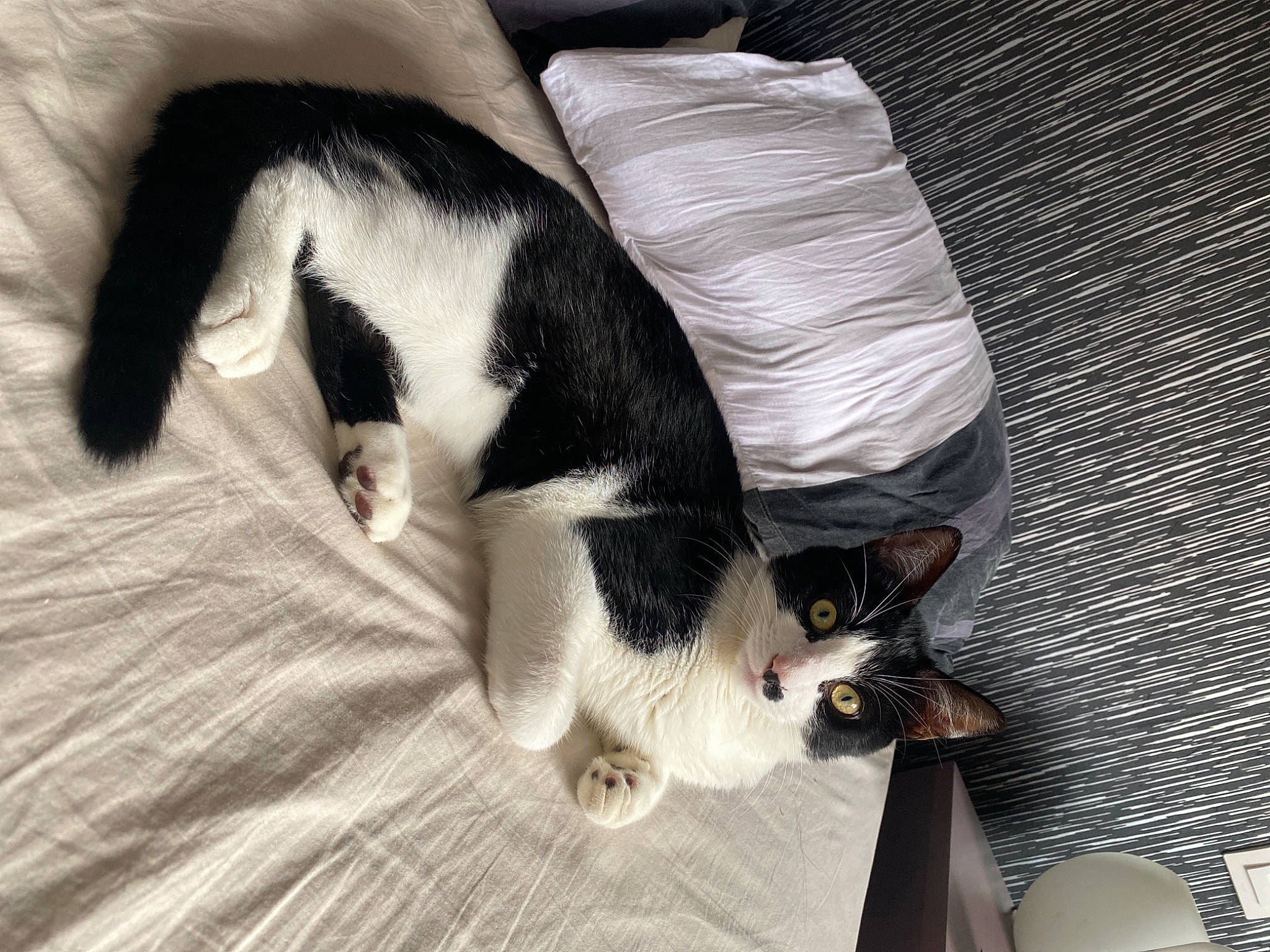 Smity participe au concours pour gagner de l'argent avec cette photo : canidae, carnivore, cat, claw, comfort, companion_dog, dog_breed, domestic_short_haired_cat, felidae, fur, human_leg, linens, paw, small_to_medium_sized_cats, snout, sporting_group, tail, textile, whiskers, wood