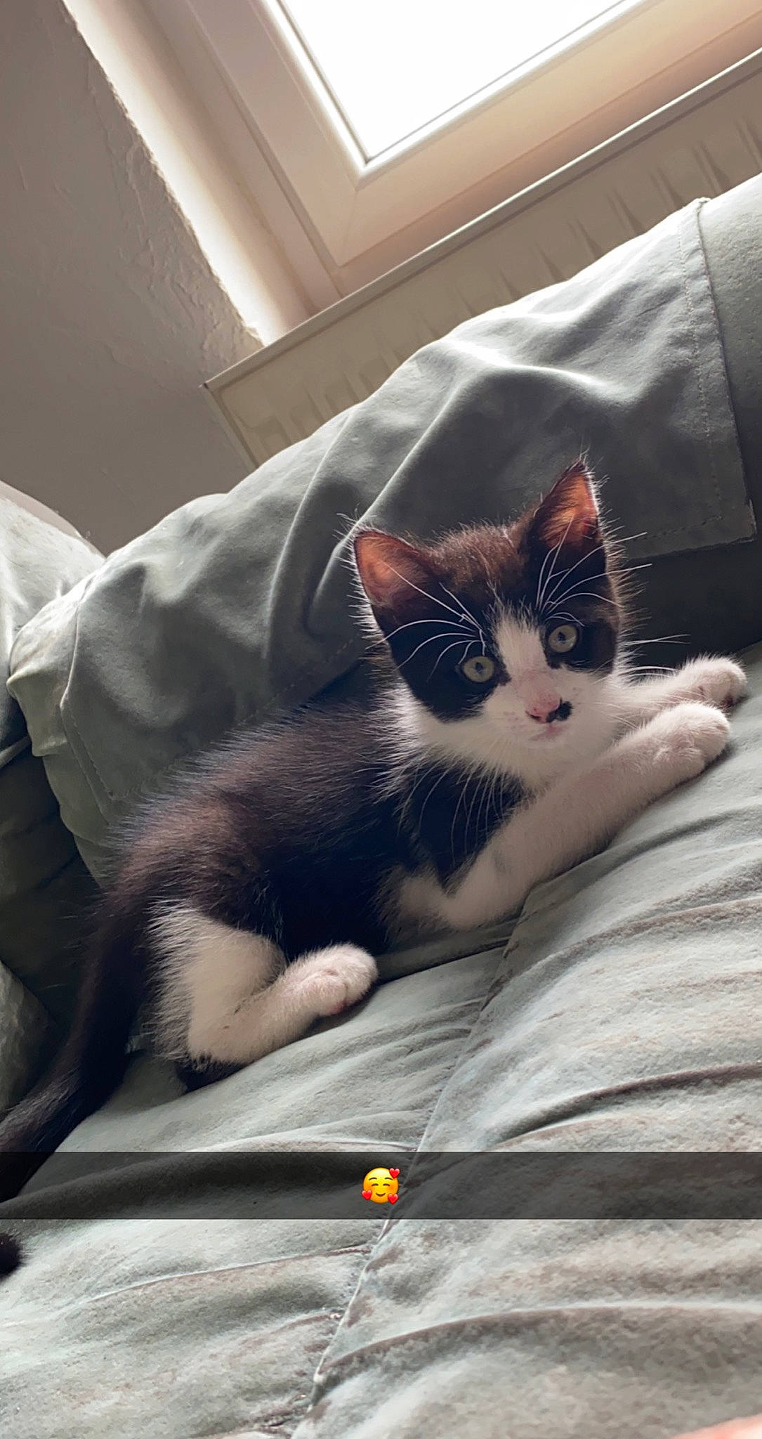 Smity a rejoint le concours — aidez-le/la à gagner de superbes lots ! bedding, box, carnivore, cat, comfort, domestic_short_haired_cat, felidae, fur, grey, linens, nap, paw, sitting, sleep, small_to_medium_sized_cats, whiskers, window