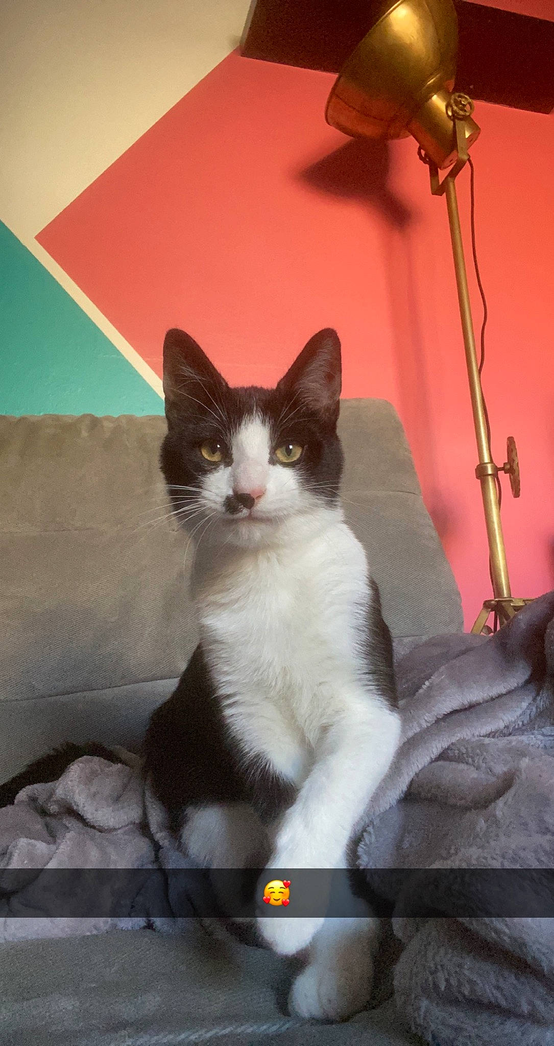 Smity a rejoint le concours — aidez-le/la à gagner de superbes lots ! box, carnivore, cat, comfort, domestic_short_haired_cat, felidae, fur, grey, light_fixture, paw, rectangle, sitting, small_to_medium_sized_cats, snout, tail, tints_and_shades, whiskers