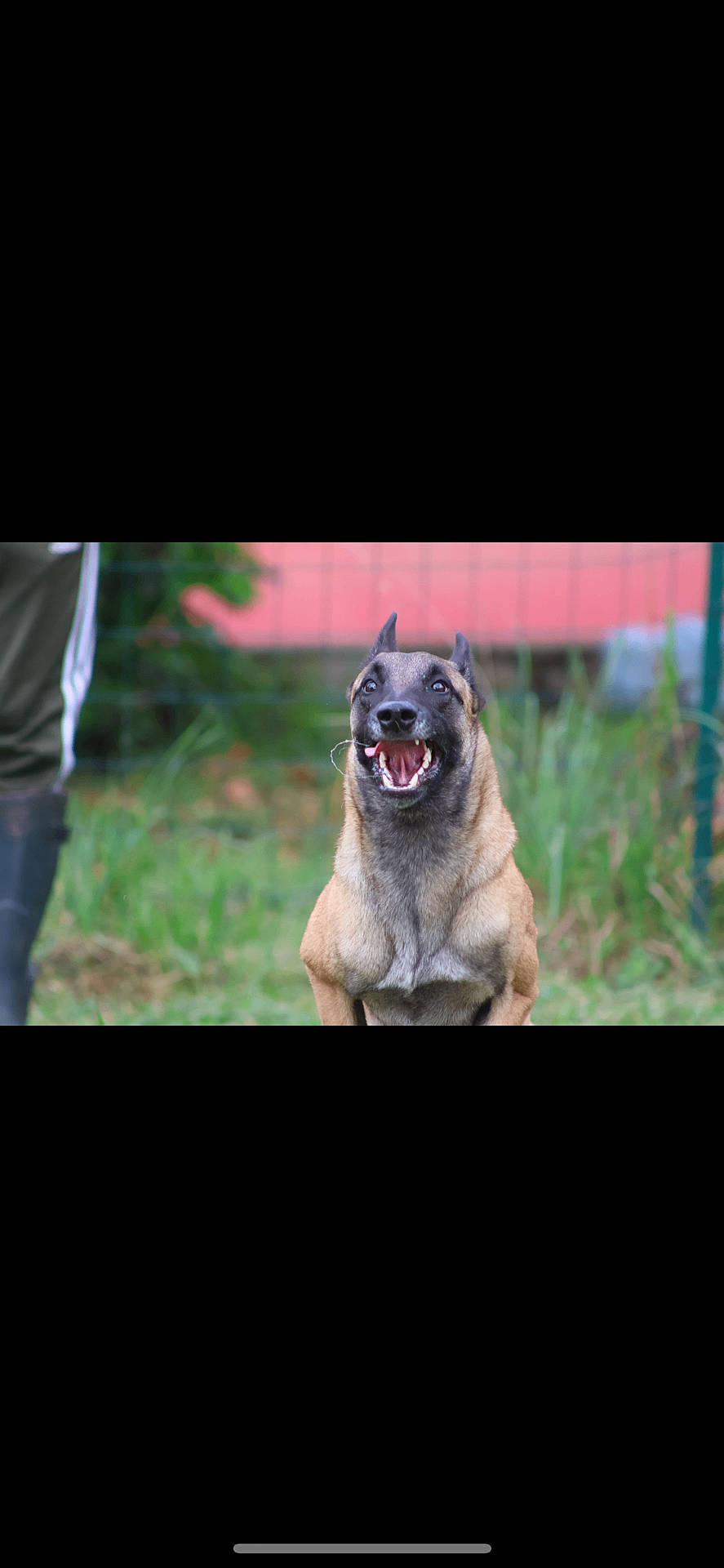 Tokyo a rejoint le concours — aidez-le/la à gagner de superbes lots ! animal, bodypart, bulldog, canine, clothing, dog, germanshepherd, hound, jeans, labradorretriever, mouth, pants, person, pet, pitbull, policedog, pug, puppy, snout, teeth