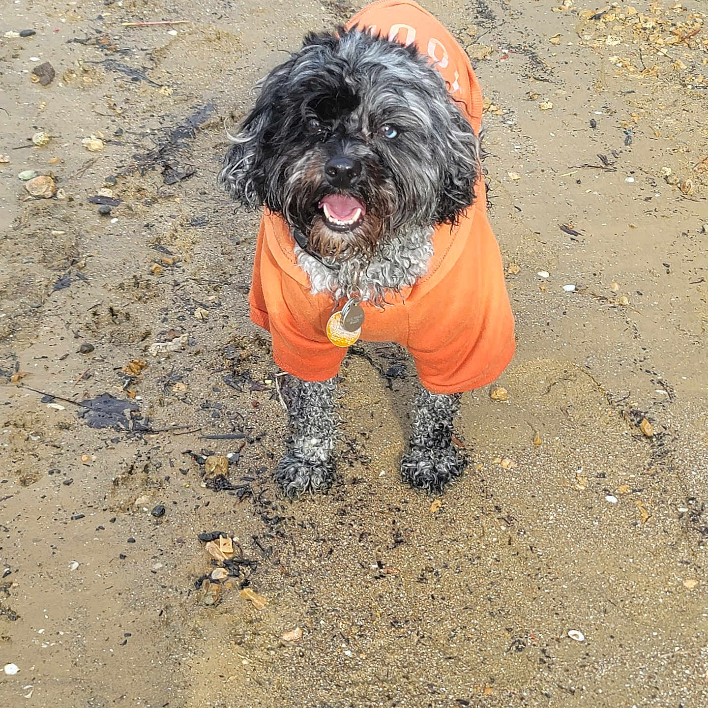 Nott joined the competition — help win amazing prizes! animal, beach, collar, curly_hair, cute, daylight, dog, fur, happy, nature, orange_hoodie, outdoor, pet, playful, sand, small_dog, smiling, standing, tag, water