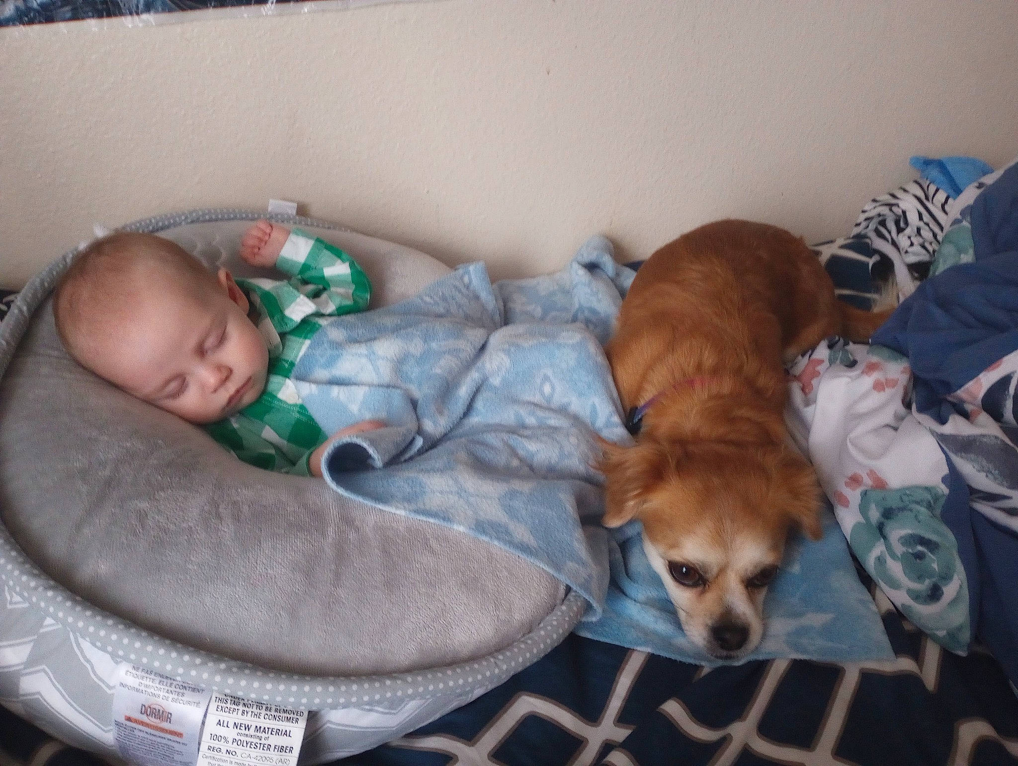 Grayson is registered to the contest to win money with this photo: baby, baby_toddler_clothing, canidae, carnivore, comfort, companion_dog, corgi_chihuahua, dog, dog_bed, dog_breed, dog_supply, fawn, fur, linens, nap, person, sleep, sporting_group, toddler, toy_dog