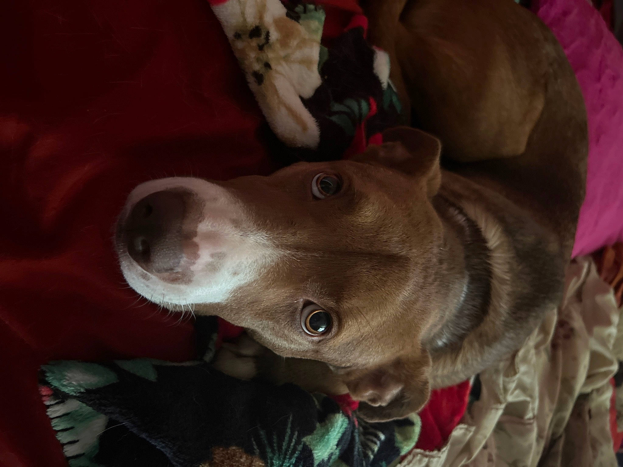 Grace is registered to the contest to win money with this photo: carnivore, collar, companion_dog, dog, dog_breed, dog_collar, ear, guard_dog, gun_dog, hunting_dog, jaw, liver, mammal, non_sporting_group, pointing_breed, whiskers, working_animal