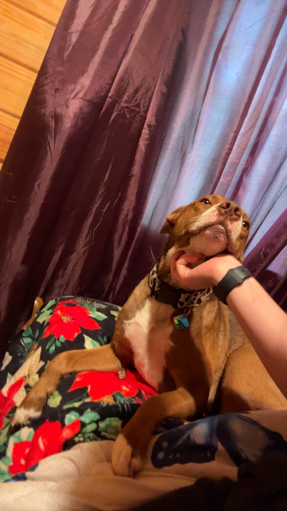 Grace joined the competition — help win amazing prizes! abdomen, adventure, canidae, carnivore, comfort, companion_dog, curtain, dog, dog_breed, fawn, flesh, fun, human_leg, jewellery, room, thigh, watch, window_treatment, wood, wrist