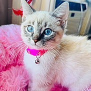 Sparkles is registered to the contest to win money with this photo: animal, blue_eyes, cat, close_up, cozy, curious, cute, domestic_cat, feline, fluffy, fur, indoor, kitten, pet, pink, pink_collar, portrait, soft_blanket, whiskers, young