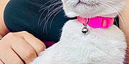 Sparkles joined the competition — help win amazing prizes! bell, black_tank_top, blue_eyes, calendar, cat, close_up, cute, domestic_animal, feline, fluffy_fur, hand, indoor, lap, person, pet, pink_collar, portrait, sitting, wall_photos, whiskers
