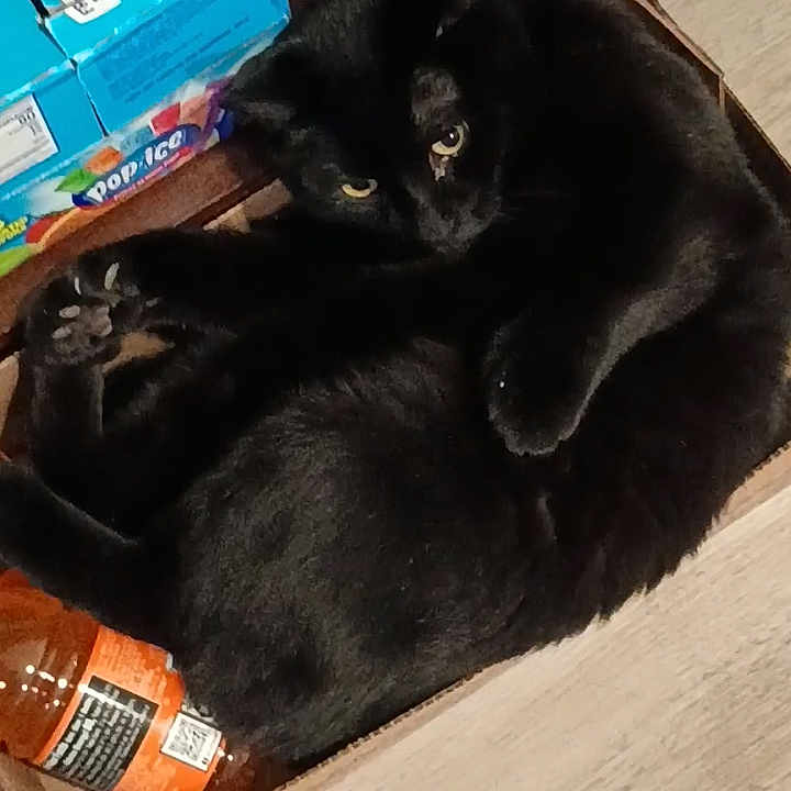 Dragon is registered to the contest to win money with this photo: black_cat, cat, cardboard_box, bottle, drink, beverage, floor, curious, pet, indoor, animal, feline, curled_up, packaging, orange_bottle, blue_packaging, wood_floor, cute, domestic_cat, resting
