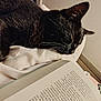 animal, bedroom, black_cat, blanket, book, cat, closeup, cozy, feline, fur, indoor, pages, pet, quiet, reading, relaxation, resting, sleeping, soft_light, whiskers