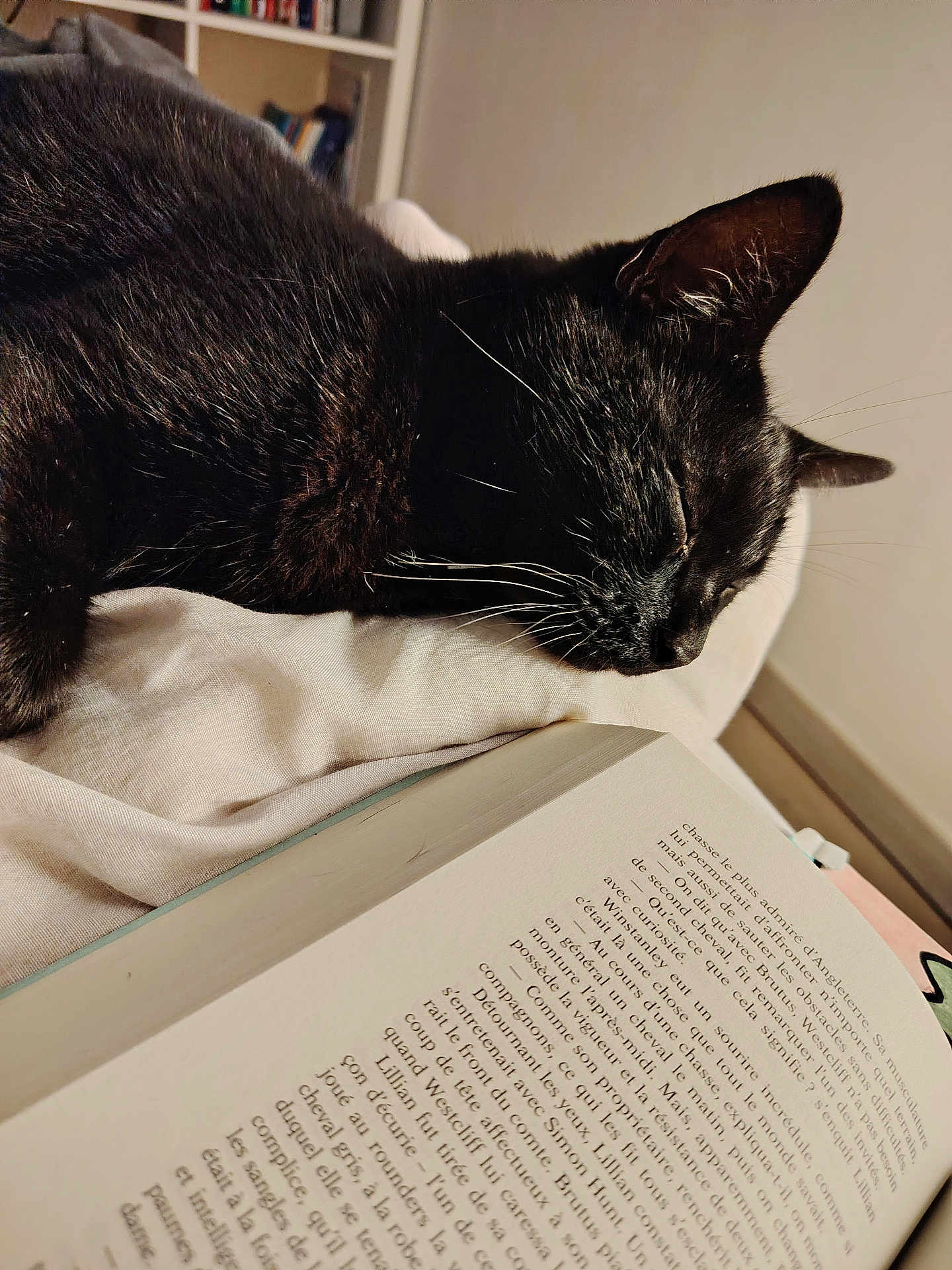 Kit participe au concours pour gagner de l'argent avec cette photo : animal, bedroom, black_cat, blanket, book, cat, closeup, cozy, feline, fur, indoor, pages, pet, quiet, reading, relaxation, resting, sleeping, soft_light, whiskers