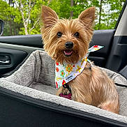 Almond is registered to the contest to win money with this photo: dog, small_dog, yorkshire_terrier, bandana, car_seat, pet, animal, happy, tongue_out, fur, indoors, car_interior, window, trees, nature, daylight, closeup, cute, pet_accessory, travel