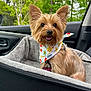 dog, small_dog, yorkshire_terrier, bandana, car_seat, pet, animal, happy, tongue_out, fur, indoors, car_interior, window, trees, nature, daylight, closeup, cute, pet_accessory, travel