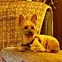 Almond joined the competition — help win amazing prizes! dog, small_dog, couch, indoor, pet, fur, ears, relaxed, home, furniture, flowers, decor, animal, companion, cozy, sitting, golden_light, texture, cute, domestic