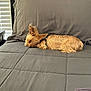 Almond is registered to the contest to win money with this photo: dog, sleeping, bed, gray_bedding, small_dog, indoor, window_blinds, side_table, bottles, calm, cozy, resting, pet, fur, quiet, home, comfort, relaxation, nap, light