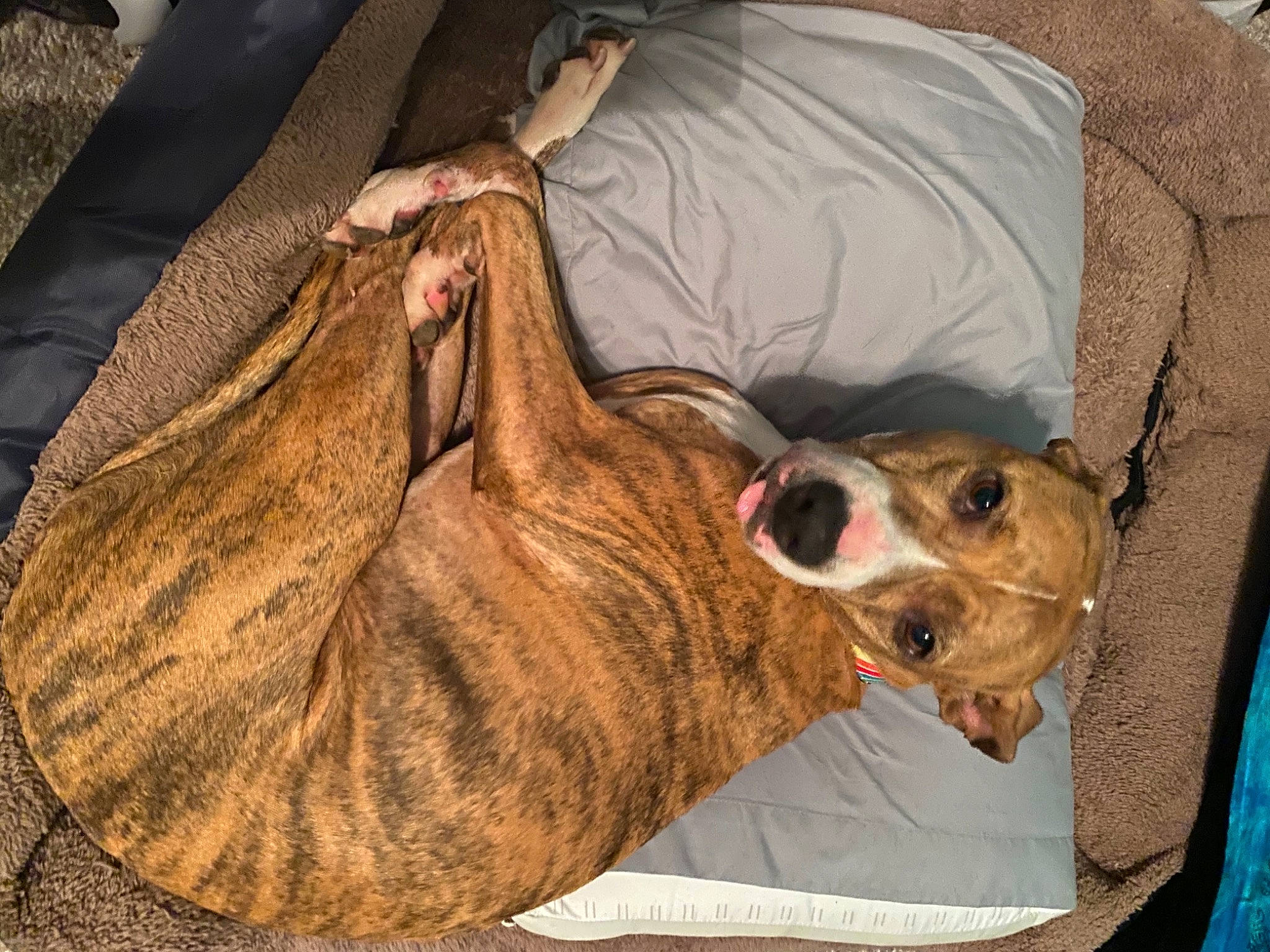 Kona joined the competition — help win amazing prizes! canidae, carnivore, dog, dog_breed, fawn, galgo_espanol, greyhound, lurcher, mammal, mountain_cur, sighthound, sloughi, snout, whippet