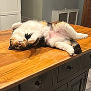Willow is registered to the contest to win money with this photo: cat, calico_cat, wooden_table, kitchen_island, indoor, furniture, relaxed, pet, animal, fur, paw, whiskers, home, cabinet, door, knob, floor, orange, white, black