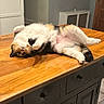cat, calico_cat, wooden_table, kitchen_island, indoor, furniture, relaxed, pet, animal, fur, paw, whiskers, home, cabinet, door, knob, floor, orange, white, black