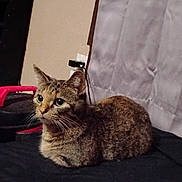 Hermione joined the competition — help win amazing prizes! cat, tabby, indoor, curious, feline, pet, loaf, alert, whiskers, ears, fur, household, curtain, black_surface, domestic, animal, resting, side_view, cute, companion