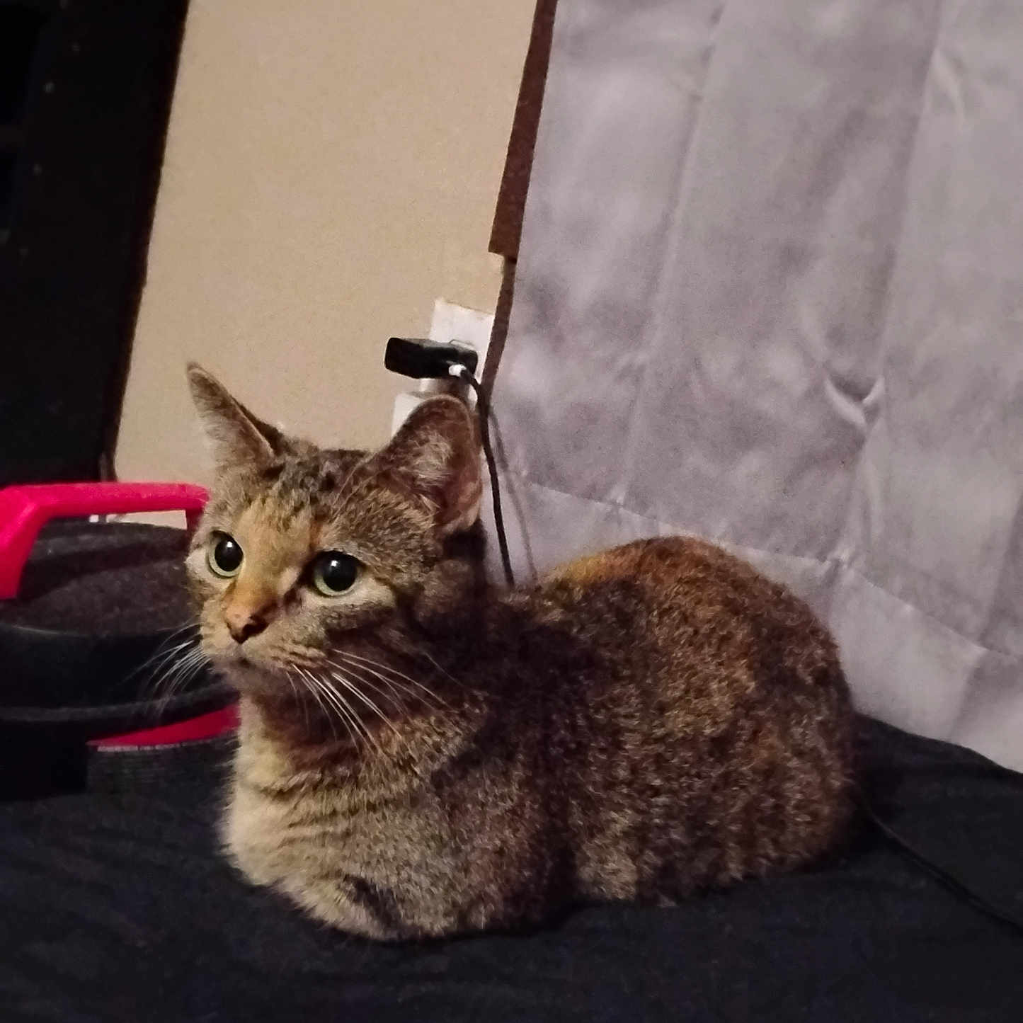 Hermione joined the competition — help win amazing prizes! alert, animal, black_surface, cat, companion, curious, curtain, cute, domestic, ears, feline, fur, household, indoor, loaf, pet, resting, side_view, tabby, whiskers