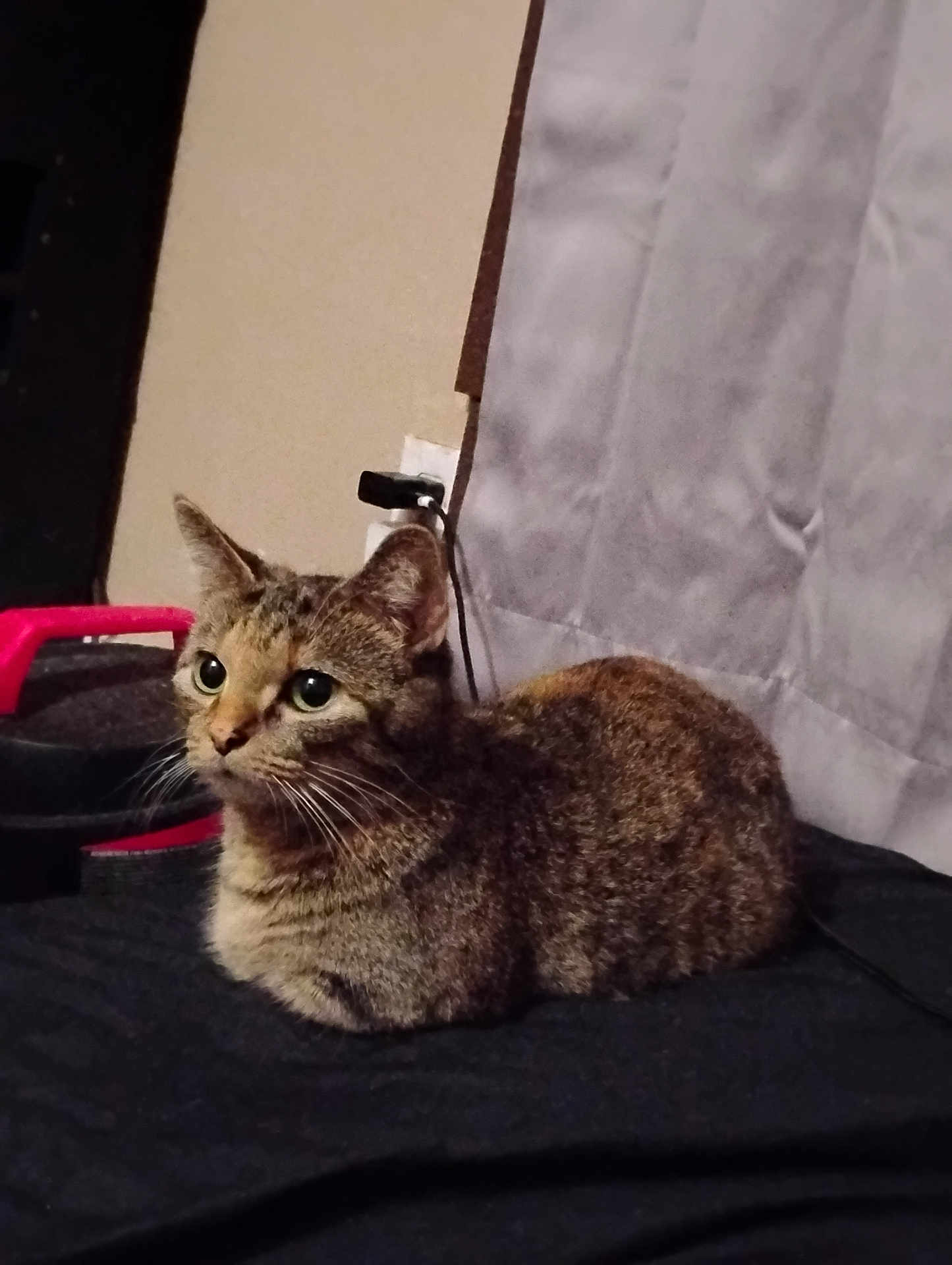 Hermione joined the competition — help win amazing prizes! cat, tabby, indoor, curious, feline, pet, loaf, alert, whiskers, ears, fur, household, curtain, black_surface, domestic, animal, resting, side_view, cute, companion