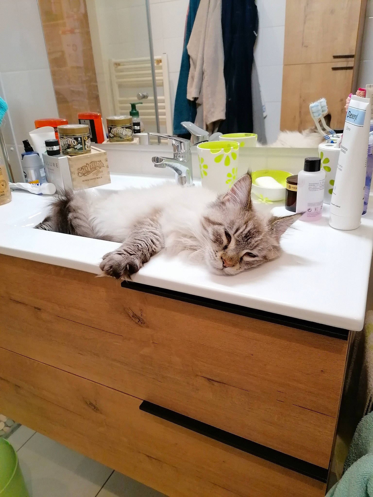 Sparco participe au concours pour gagner de l'argent avec cette photo : bathroom, bathroom_cabinet, cabinetry, carnivore, cat, comfort, felidae, floor, flooring, hardwood, household_supply, interior_design, mirror, plumbing_fixture, room, sink, small_to_medium_sized_cats, tap, white, wood