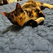 Sassy Turner joined the competition — help win amazing prizes! cat, calico, pet, indoor, bed, quilt, feline, resting, animal, fur, whiskers, ears, cute, relaxed, home, comfort, closeup, laying, domestic, cozy