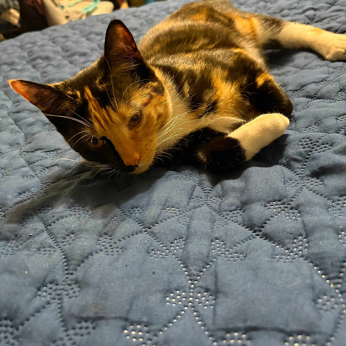 Sassy Turner joined the competition — help win amazing prizes! animal, bed, calico, cat, closeup, comfort, cozy, cute, domestic, ears, feline, fur, home, indoor, laying, pet, quilt, relaxed, resting, whiskers