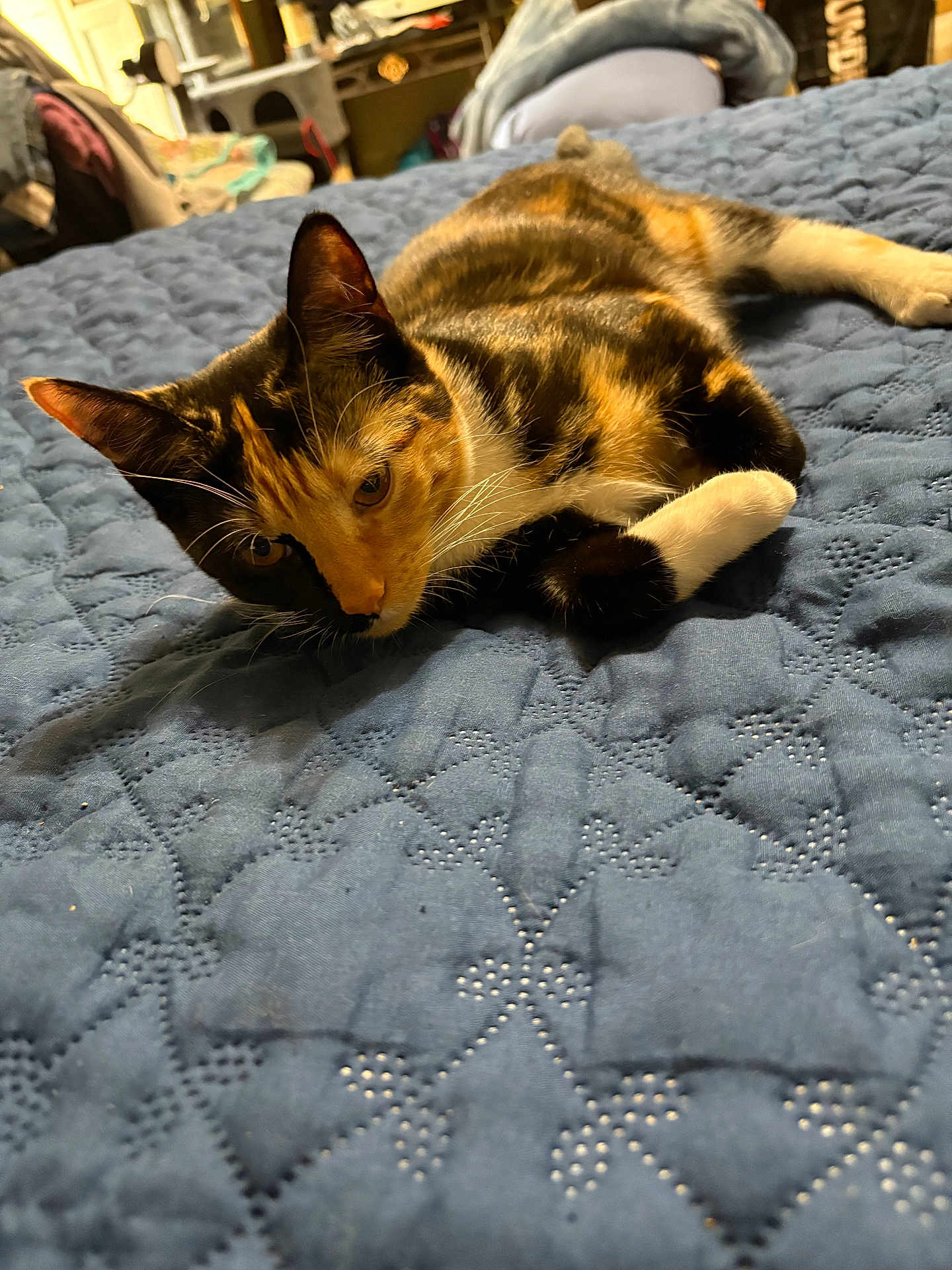 Sassy Turner joined the competition — help win amazing prizes! cat, calico, pet, indoor, bed, quilt, feline, resting, animal, fur, whiskers, ears, cute, relaxed, home, comfort, closeup, laying, domestic, cozy