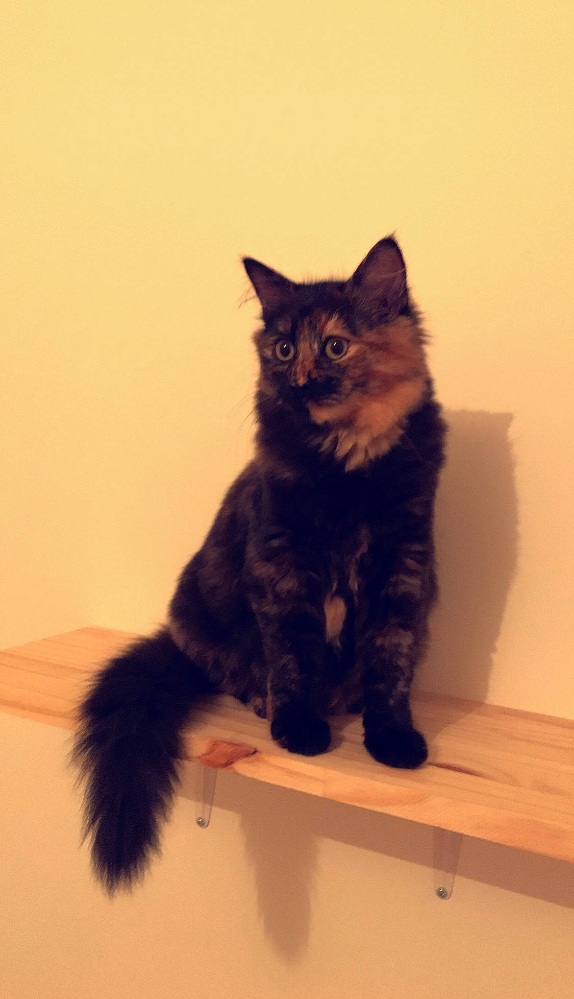 Flamme a rejoint le concours — aidez-le/la à gagner de superbes lots ! black_cat, british_semi_longhair, carnivore, cat, cymric, domestic_long_haired_cat, domestic_short_haired_cat, eye, felidae, fur, kitten, kurilian_bobtail, maine_coon, mammal, norwegian_forest_cat, ragamuffin, small_to_medium_sized_cats, tail, vertebrate, whiskers