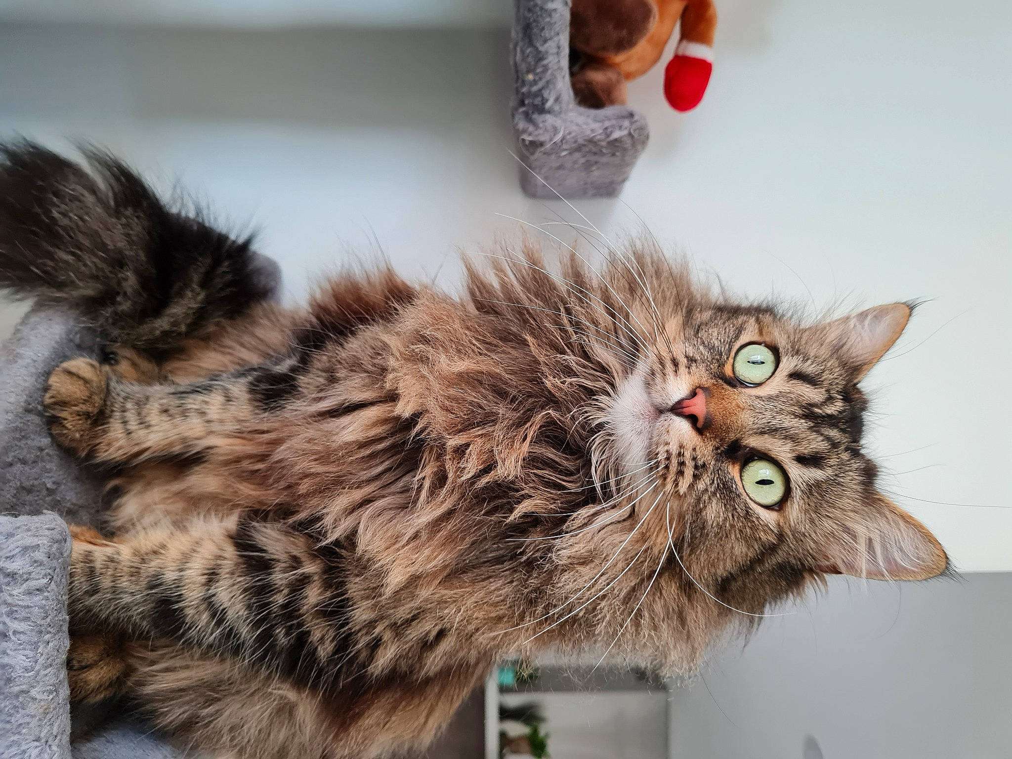 Mallow participe au concours pour gagner de l'argent avec cette photo : british_longhair, carnivore, cat, claw, domestic_short_haired_cat, felidae, fur, maine_coon, paw, siberian, small_to_medium_sized_cats, snout, tail, terrestrial_animal, whiskers