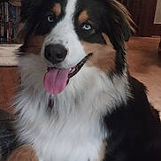 Bear is registered to the contest to win money with this photo: dog, australian_shepherd, blue_eyes, tongue_out, happy, indoor, fur, tricolor, pet, canine, portrait, sitting, floor, wooden_furniture, bookshelf, cozy, house, animal, cute, friendly