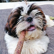 Abuglubu participe au concours pour gagner de l'argent avec cette photo : puppy, dog, stick, chewing, fluffy, brown, white, black, outdoor, stone_wall, chair, table, pet, cute, animal, lying_down, fur, texture, closeup, playful