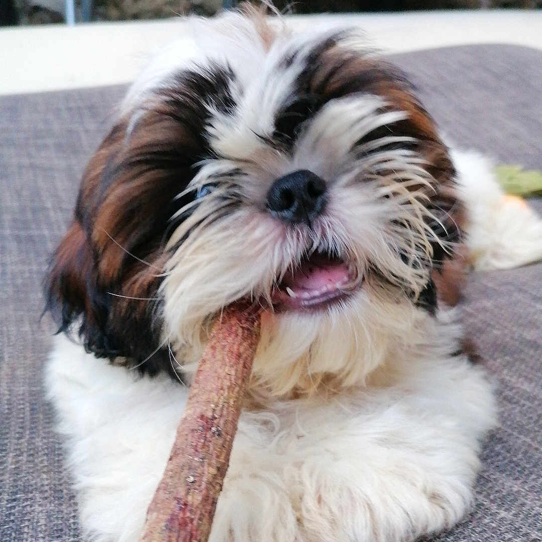 Abuglubu participe au concours pour gagner de l'argent avec cette photo : animal, black, brown, chair, chewing, closeup, cute, dog, fluffy, fur, lying_down, outdoor, pet, playful, puppy, stick, stone_wall, table, texture, white