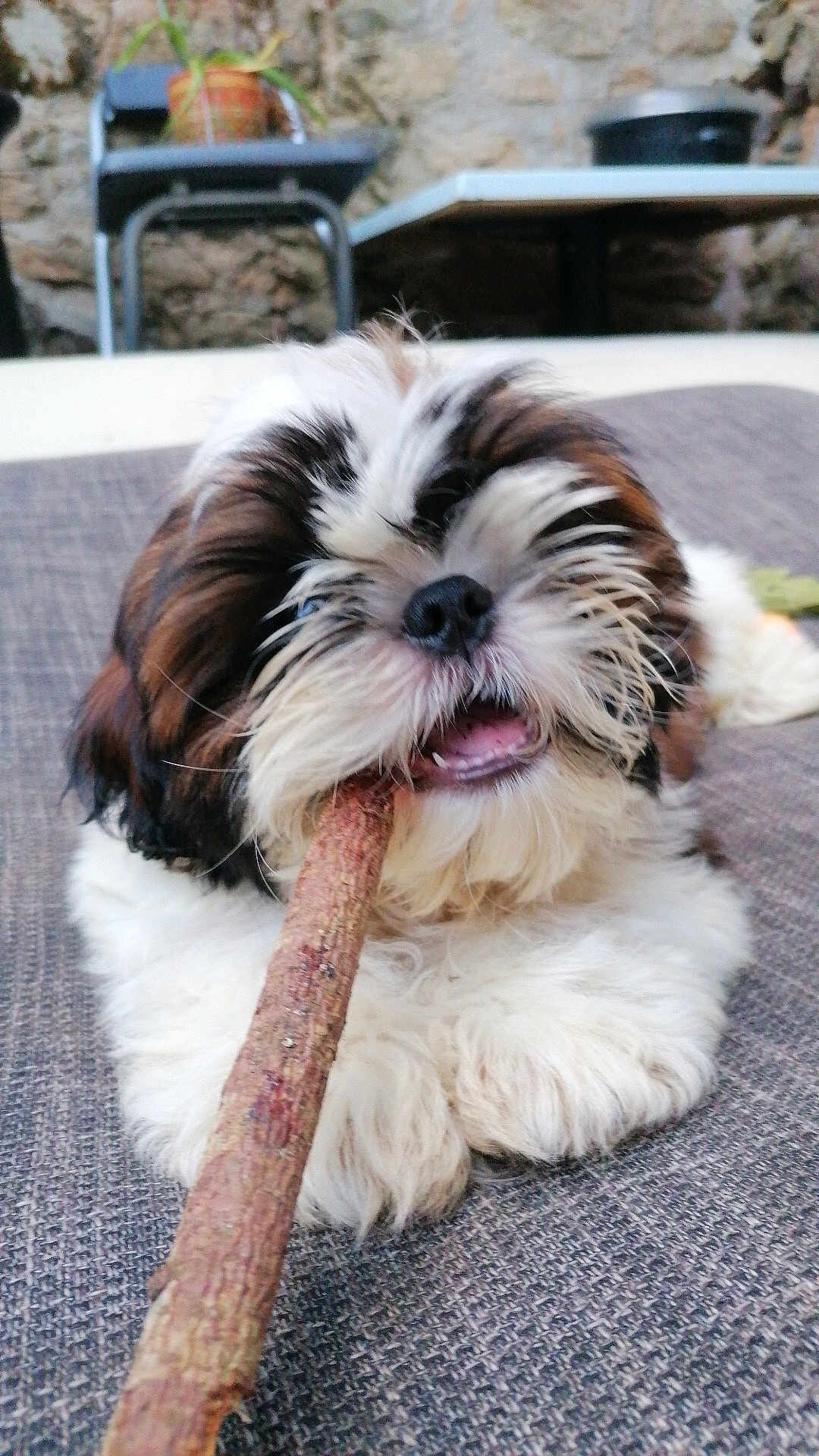 Abuglubu participe au concours pour gagner de l'argent avec cette photo : puppy, dog, stick, chewing, fluffy, brown, white, black, outdoor, stone_wall, chair, table, pet, cute, animal, lying_down, fur, texture, closeup, playful